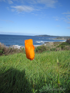 real estate, real estate broker, CAR, MCAR, monterey bay real estate, photography, web design, art, buy a home, sell a home